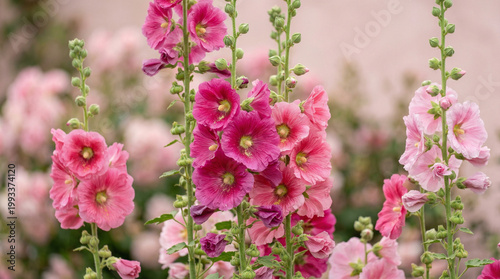 pink flowers in the garden