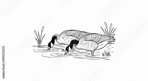 Two geese drinking water from a pond surrounded by reeds and grass