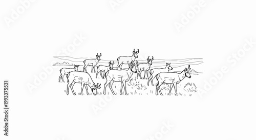 Black and white drawing of pronghorns grazing in a grassy, hilly landscape