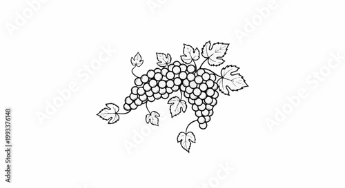 Two bunches of grapes with leaves, hand-drawn style