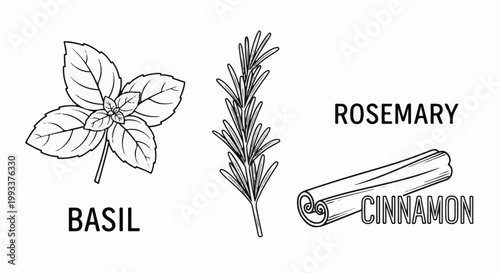 Line drawings of basil, rosemary, and cinnamon sticks