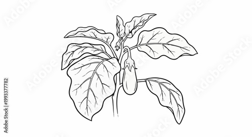 Detailed outline drawing of an eggplant plant with leaves and fruit