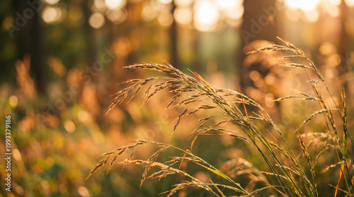 wheat field at sunset