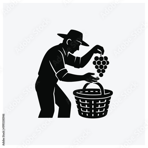Grape harvesting worker gathering grapes into a basket silhouette