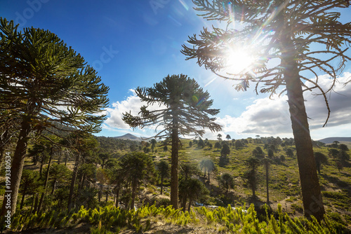 Foto Araucaria