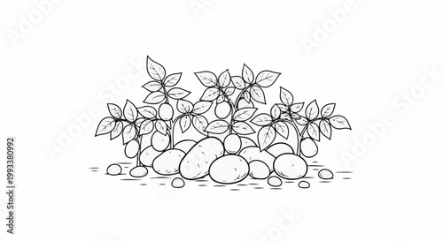 Black and white illustration of potato plants with tubers