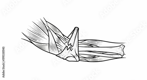 Anatomical illustration of the human elbow joint and forearm muscles