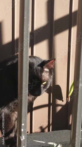 柵の隙間からこちらを見つめる黒猫