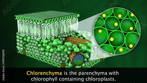 Types of Parenchyma-Chlorenchyma and aerenchyma of a plant