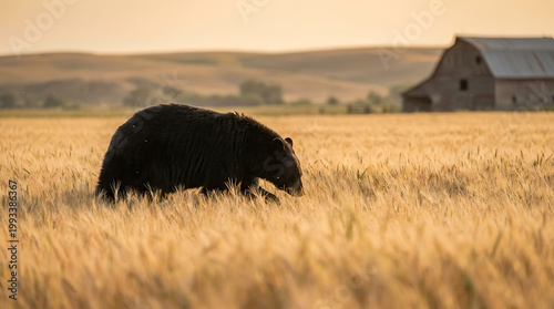 Large black bear ambles through a golden wheat field at sunset in a rural landscape
