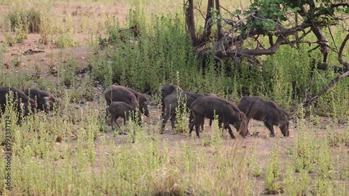 a herd of Indian wild boar moving as one