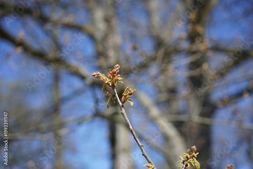 Rötlicher Austrieb und Blütenkätzchen der Eiche Quercus x richteri im Frühjahr