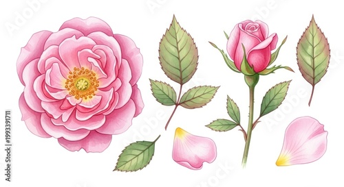 Beautiful Pink Rose Blooms with Leaves and Petals