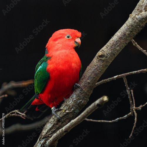 Australian king parrot on branch