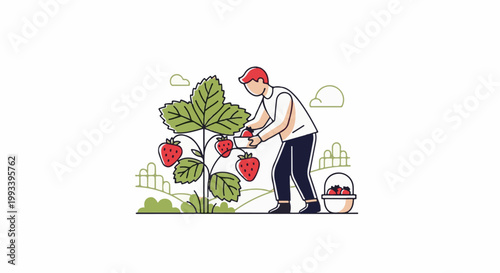 Person picking ripe strawberries from a bush into a basket with a simple background