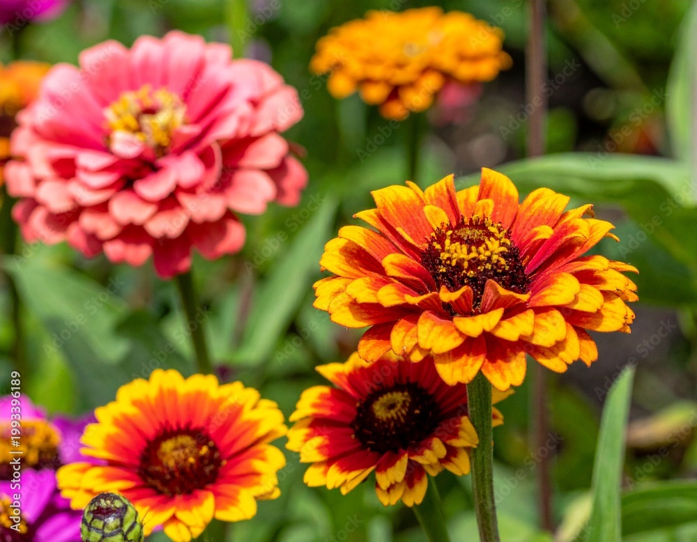 Fototapeta premium Close-up of vibrant Zinnia flowers blooming in a summer garden. Colorful orange, yellow, and pink petals glow under natural sunlight, creating a beautiful botanical scene
