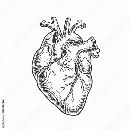 Vintage Anatomical Heart Illustration - Medical Science Drawing