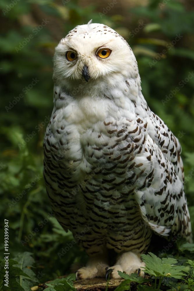 Fototapeta premium Portrait of Snowy owl in zoo