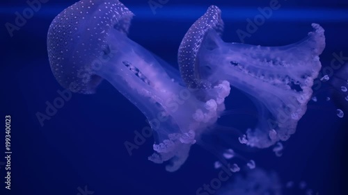 Graceful spotted jellyfish Phyllorhiza punctata pulsating slowly through deep blue water. 