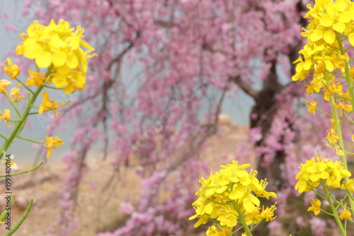 Beautiful flowers blooming in nature