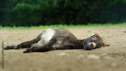 Fotografía Donkey