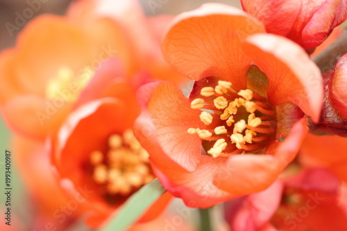 Fotografie Beautiful flowers blooming in nature