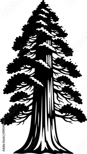 Redwood tree silhouette vector illustration
