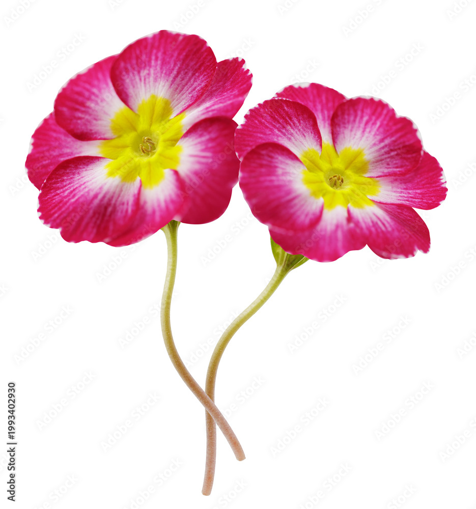 Obraz premium red primula flower isolated on transparent background