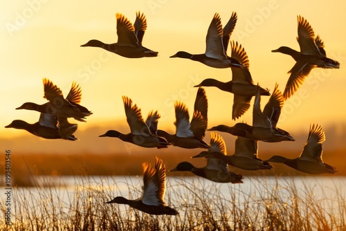Ducks Flying Over Water During Sunset Near Wetlands