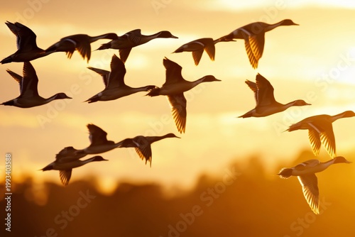 Ducks Flying Over a Wetland at Sunset in a Natural Habitat
