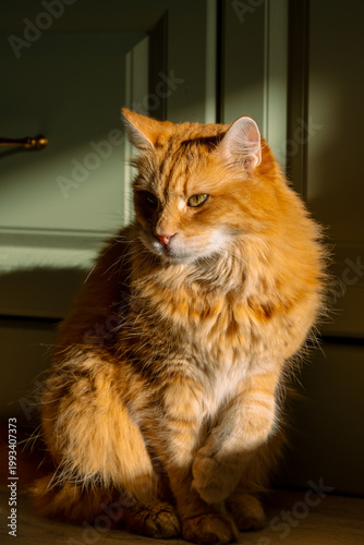Foto Ginger domestic cat resting indoors, its fluffy fur illuminated by warm sunlight