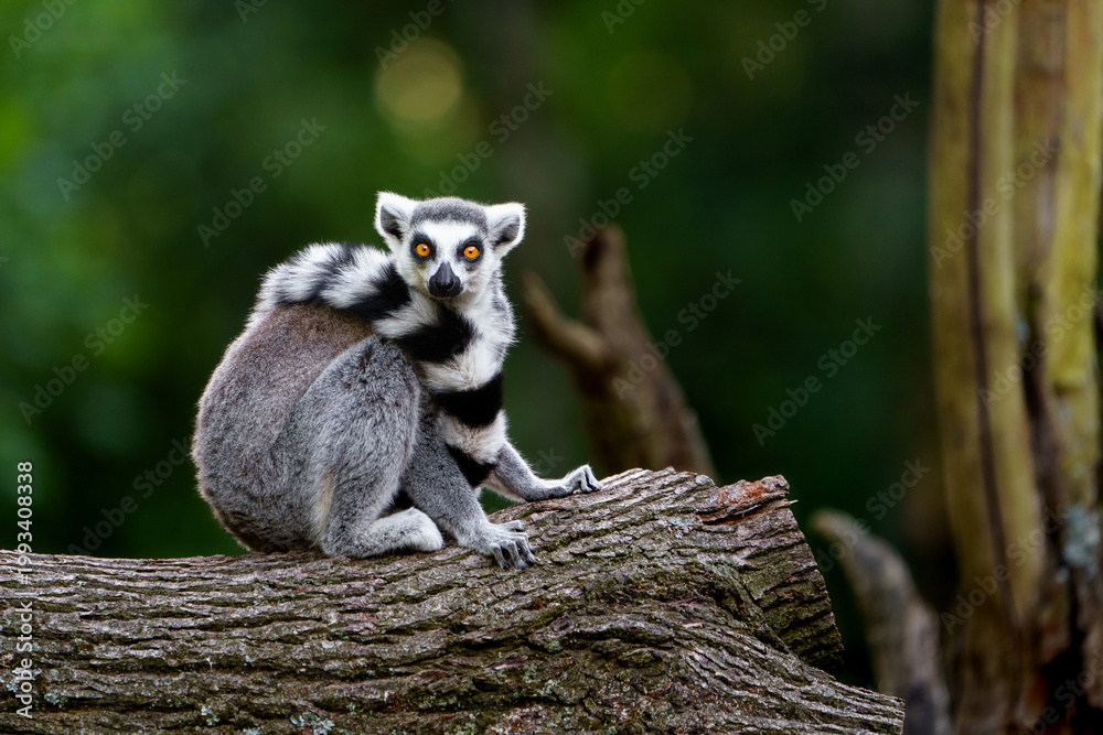 Fototapeta premium Portrait of Ring tailed lemur