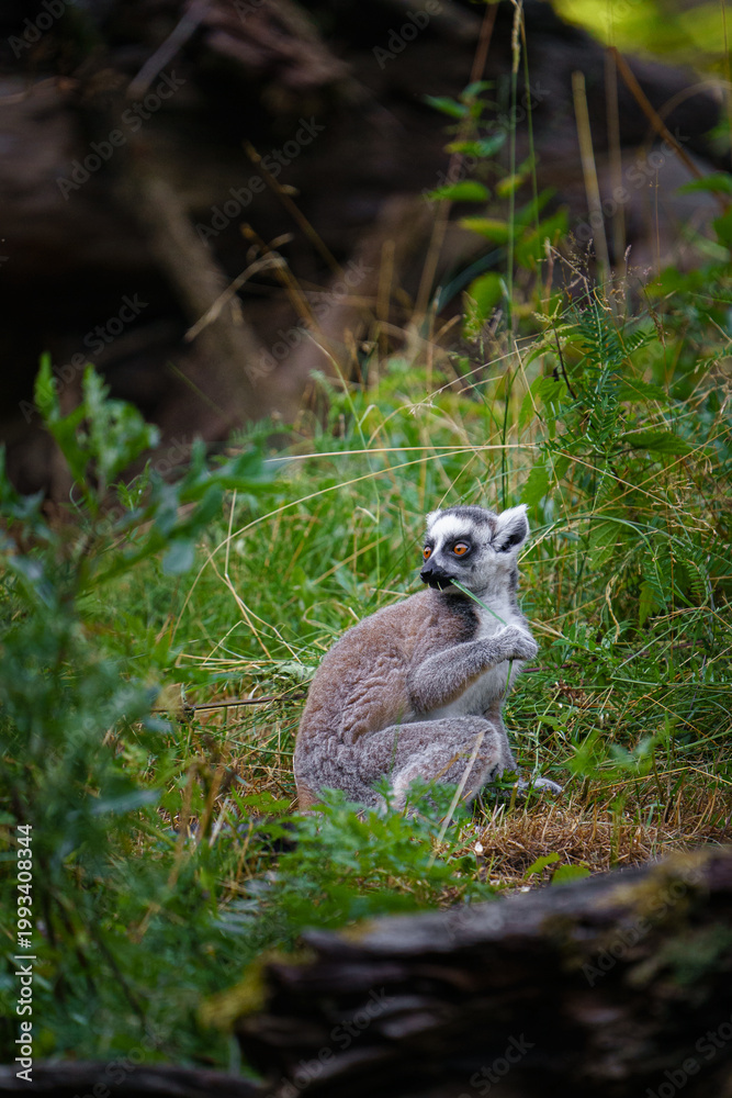 Fototapeta premium Portrait of Ring tailed lemur
