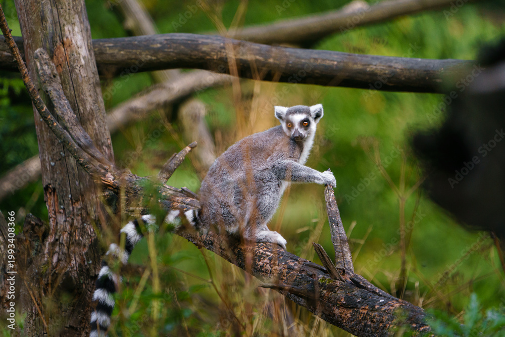 Fototapeta premium Portrait of Ring tailed lemur