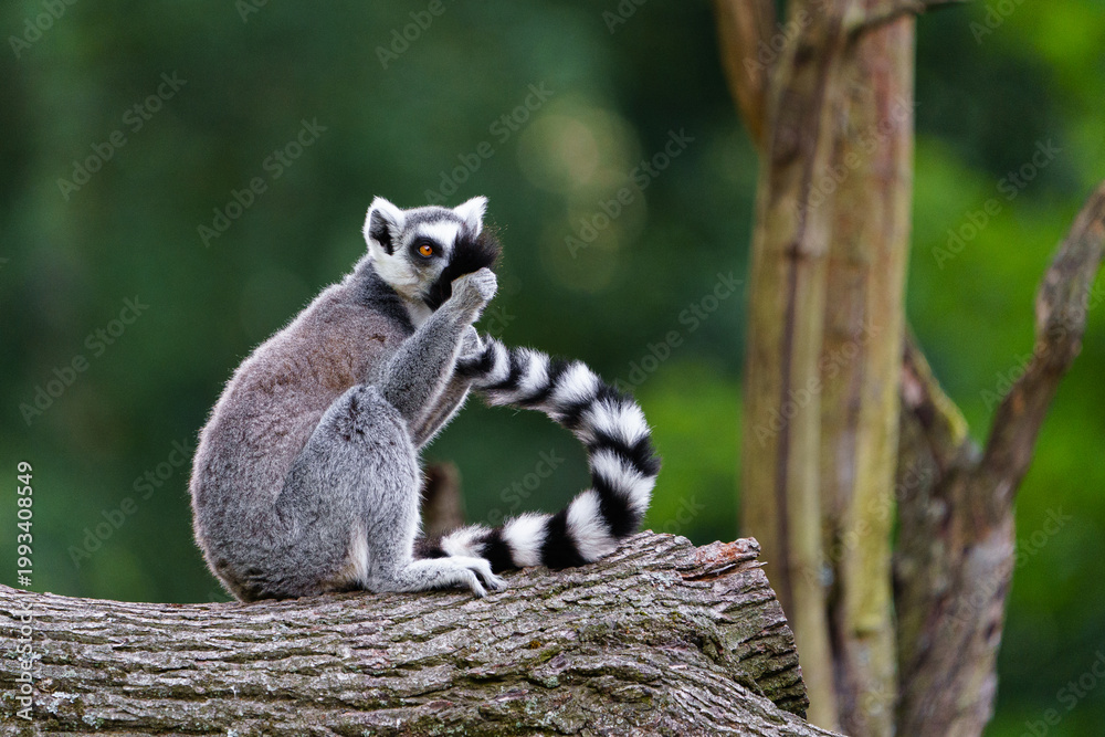 Fototapeta premium Portrait of Ring tailed lemur