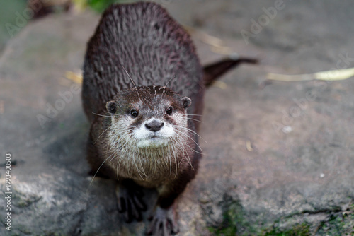 Portrait of Asian small clawed otter