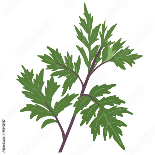 よもぎの葉のベクターイラスト