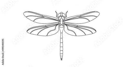 Detailed Dragonfly Line Drawing Illustration Isolated on White Background