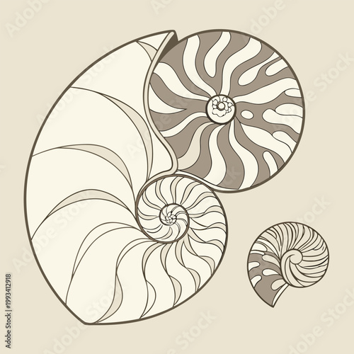 nautilus shell vector illustration
