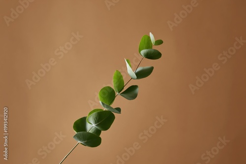Green Leaves Arranged on a Brown Background With Natural Light Shining Down
