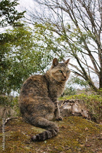 のんびり過ごしている可愛い野良の地域猫