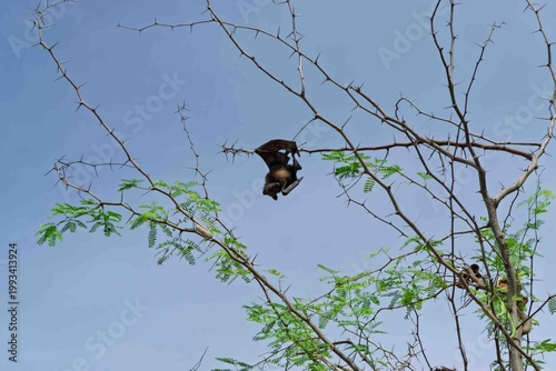 crow on a branch