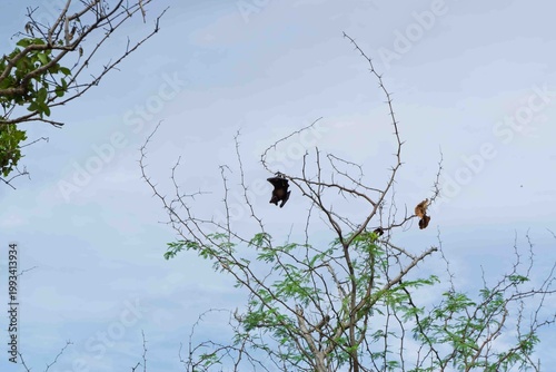 crow on the tree