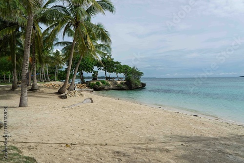 palm trees on the beach