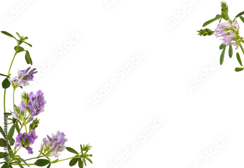 Sprigs of purple flowers of lucerne (Medicago) in corner arrangements isolated on white or transparent background