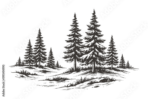 Detailed sketch of pine trees in a natural forest setting, rendered in classic engraving style with strong linework.