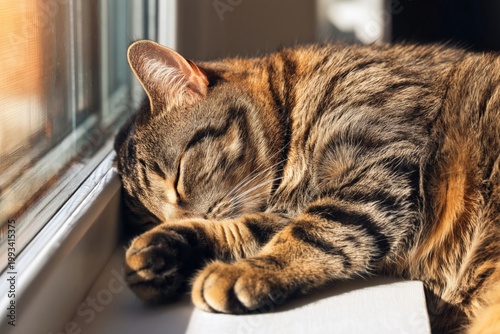 Cat Rests on Windowsill in Sunlight During Afternoon