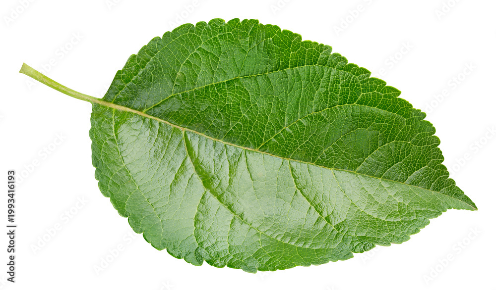 Fototapeta premium Single apple leaf with natural green color