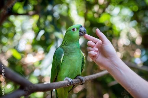 Green Parrot Interacts With a Human Hand in a Tropical Setting During Dayligh...