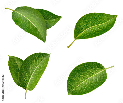 Pear leaves isolated on white